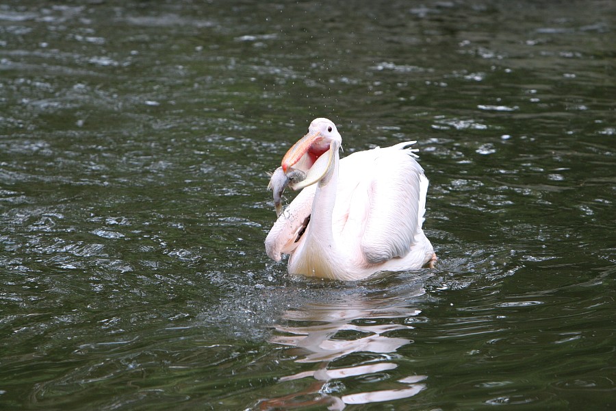 44IMG_3558.JPG