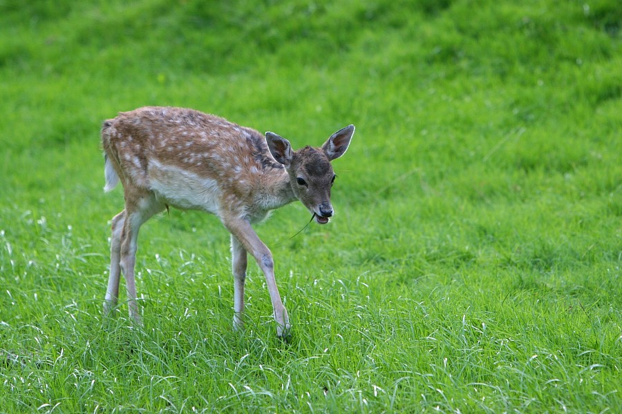 67IMG_6794.JPG